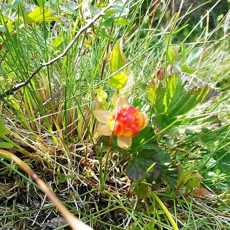 Bortelid 롯지 Tjaldal